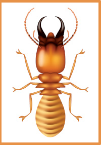 Sommaire termites